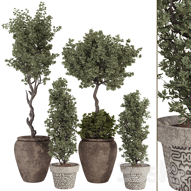 Bohemian Olive Bonsai Tree and Bush in Pottery Pot 199 3ds Max - thumbnail 1