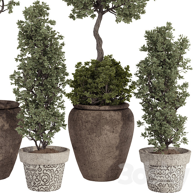 Bohemian Olive Bonsai Tree and Bush in Pottery Pot 199 3ds Max - thumbnail 3