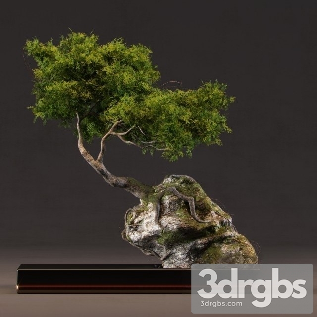 Bonsai Grows Rocks 3dsmax Download - thumbnail 1