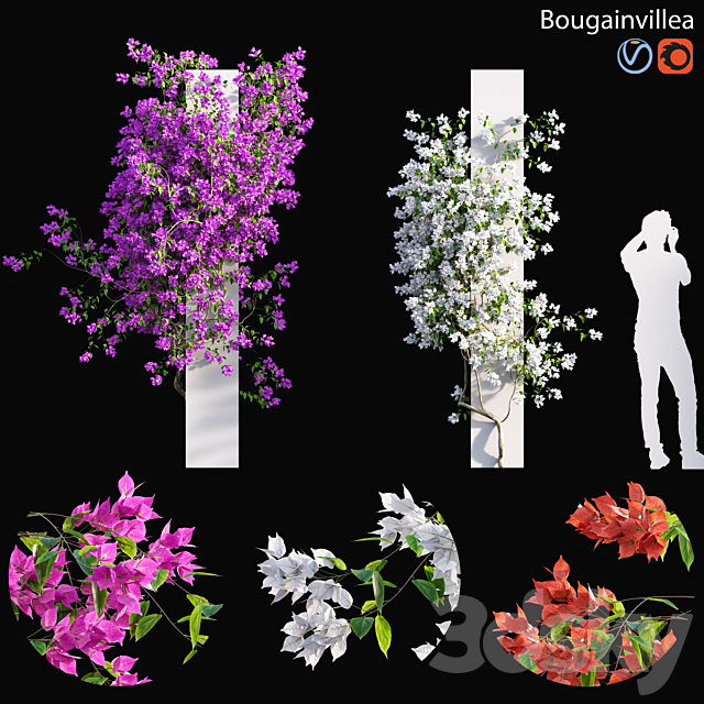 Bougainvillea – 01 3ds Max - thumbnail 1