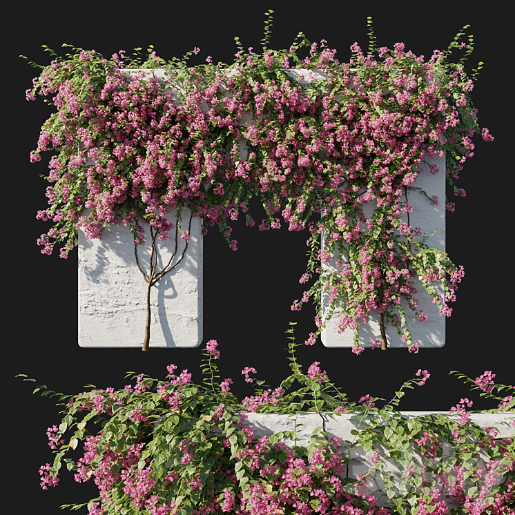 Bougainvillea 02 3DS Max - thumbnail 1