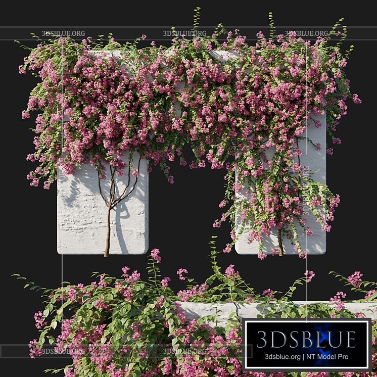 Bougainvillea 02 3DS Max - thumbnail 3