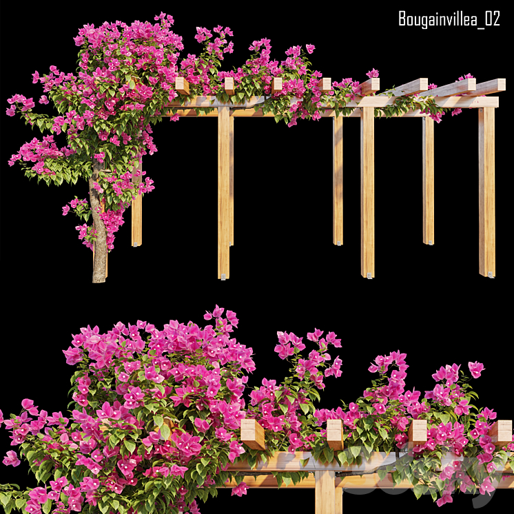 Bougainvillea 02 3DS Max - thumbnail 1