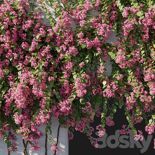 Bougainvillea 02 3DS Max Model - thumbnail 2