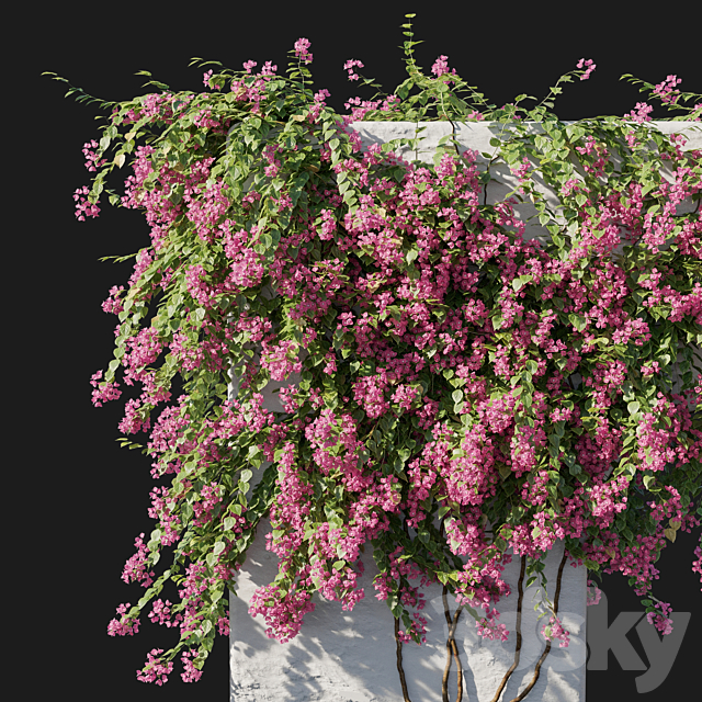 Bougainvillea 02 3DS Max Model - thumbnail 3