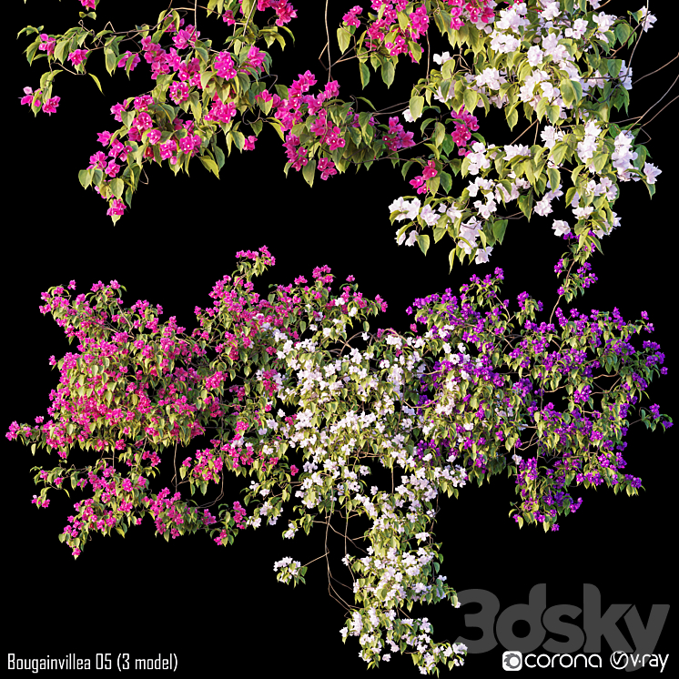 Bougainvillea 05 (3 model) 3DS Max - thumbnail 1