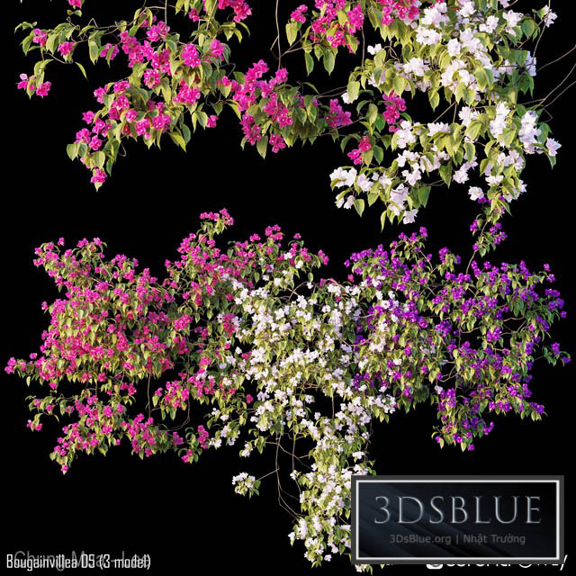 Bougainvillea 05 (3 model) 3DS Max - thumbnail 3