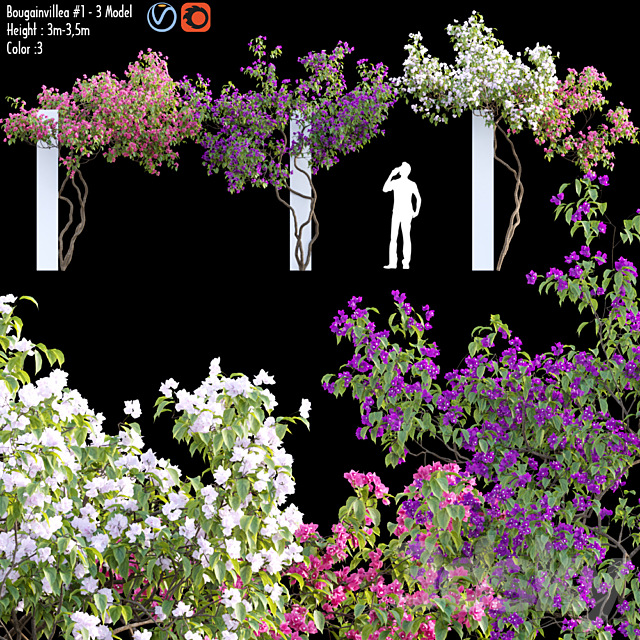 Bougainvillea 07 3ds Max - thumbnail 1