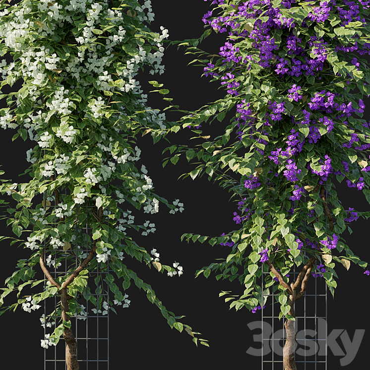 Bougainvillea 09 3DS Max - thumbnail 2