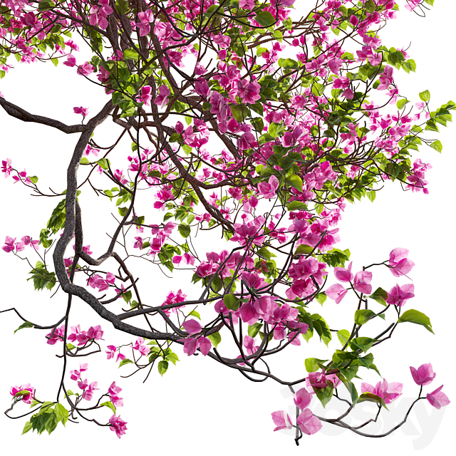 Bougainvillea 11 3DS Max Model - thumbnail 2