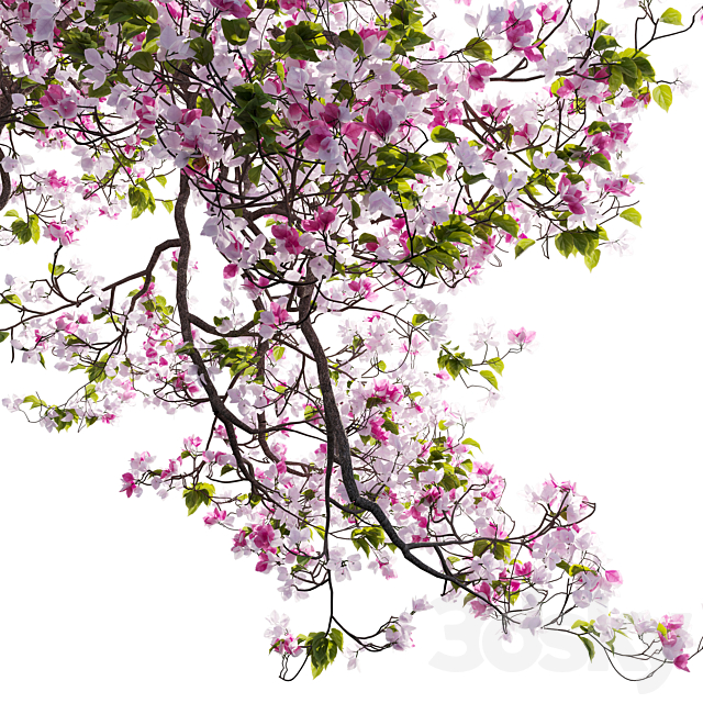 Bougainvillea 11 3DS Max Model - thumbnail 4