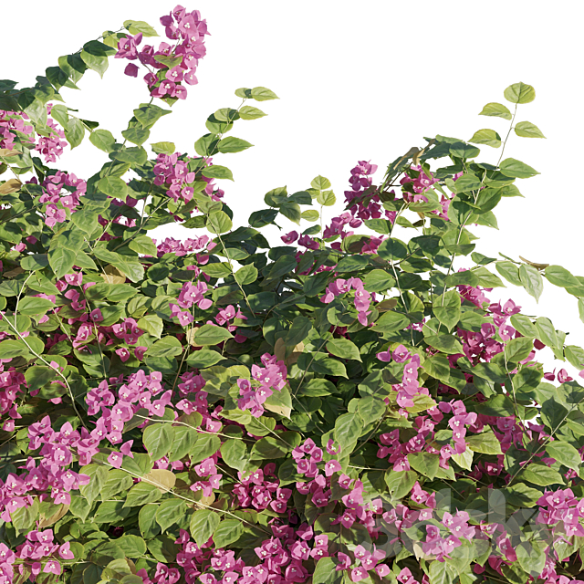 Bougainvillea 3DS Max Model - thumbnail 2