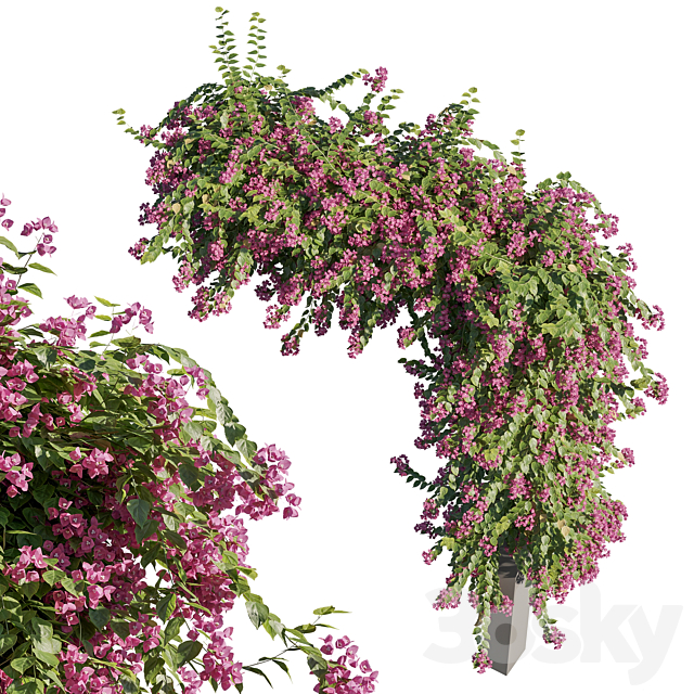 Bougainvillea 3DS Max Model - thumbnail 3