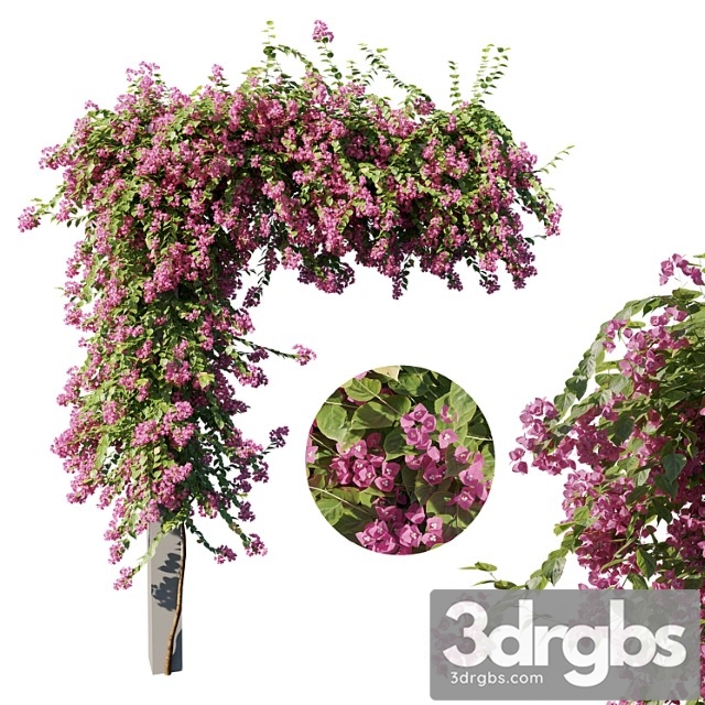 Bougainvillea 3dsmax Download - thumbnail 1