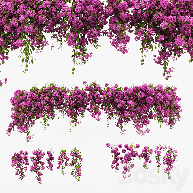 Bougainvillea climber 3DSMax File - thumbnail 1