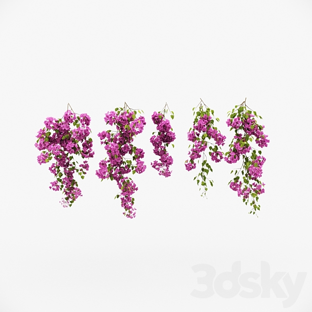 Bougainvillea climber 3DSMax File - thumbnail 2