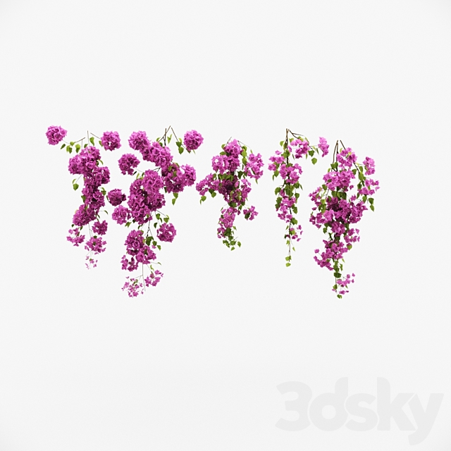 Bougainvillea climber 3DSMax File - thumbnail 3