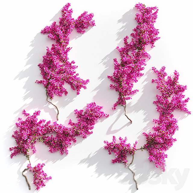 Bougainvillea for walls. 4 models 3ds Max - thumbnail 1