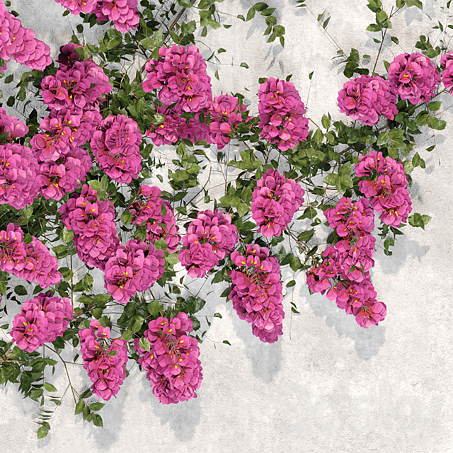 Bougainvillea plant 02 3DS Max Model - thumbnail 4