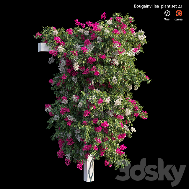 Bougainvillea plant set 23 3ds Max - thumbnail 2