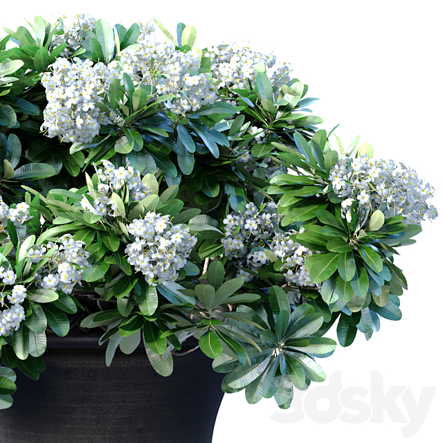 Bouquet of white flowers in a classic black vase for decoration 3ds Max - thumbnail 2