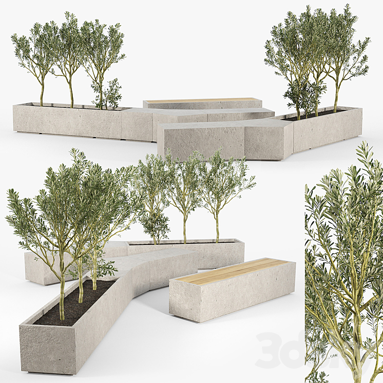 BOX PLANTER Olea europaea 02 3DS Max - thumbnail 1