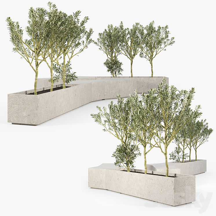 BOX PLANTER Olea europaea 02 3DS Max - thumbnail 2