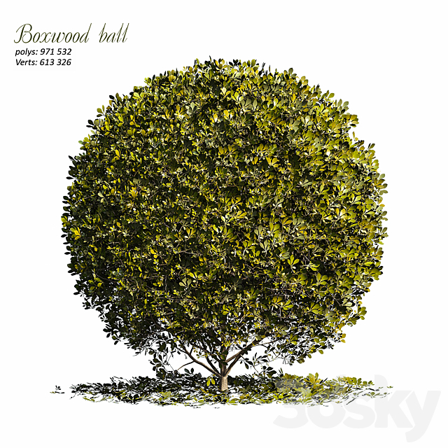 Boxwood ball 3ds Max - thumbnail 1