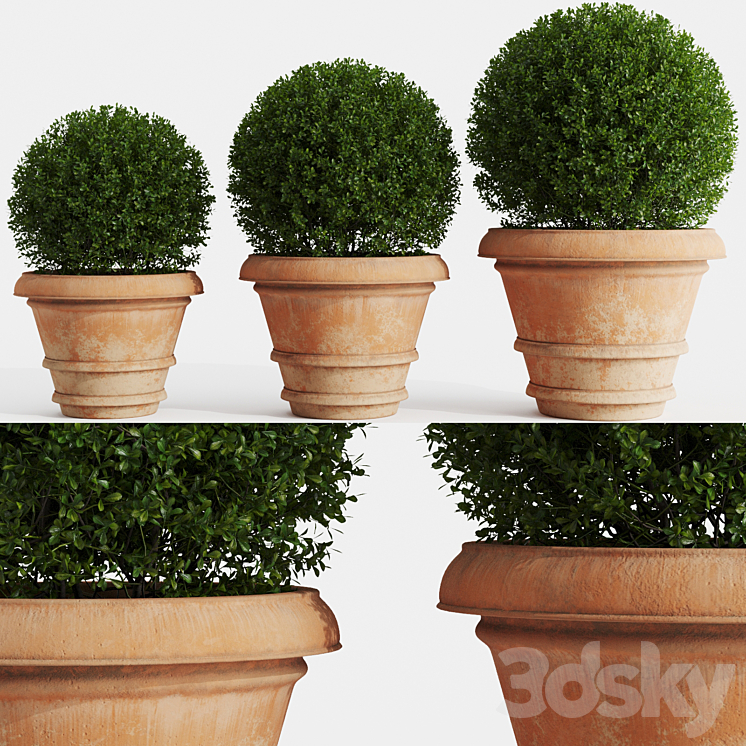 Boxwood evergreen in clay pots 3DS Max - thumbnail 1