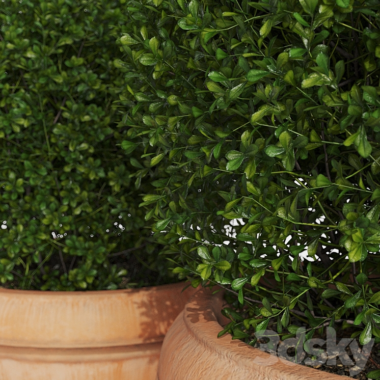 Boxwood evergreen in clay pots 3DS Max - thumbnail 2