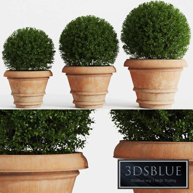 Boxwood evergreen in clay pots 3DS Max - thumbnail 3