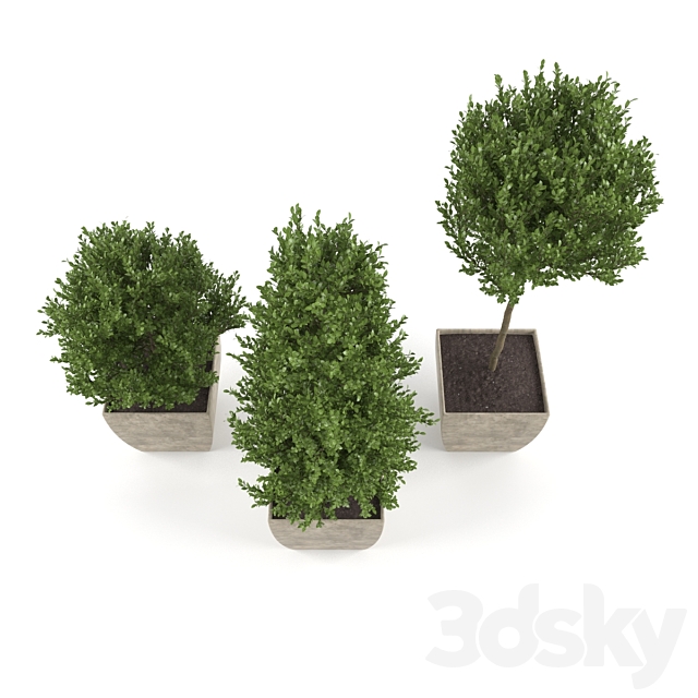 Boxwood – Set 1 3DS Max Model - thumbnail 2