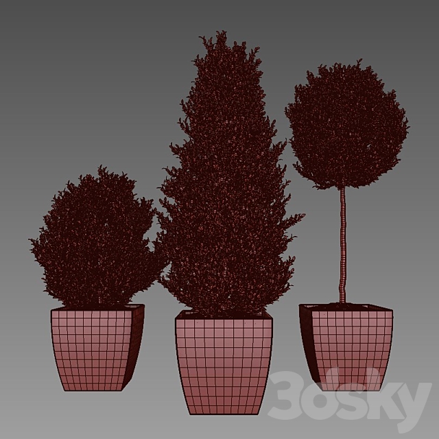 Boxwood – Set 1 3DS Max Model - thumbnail 3