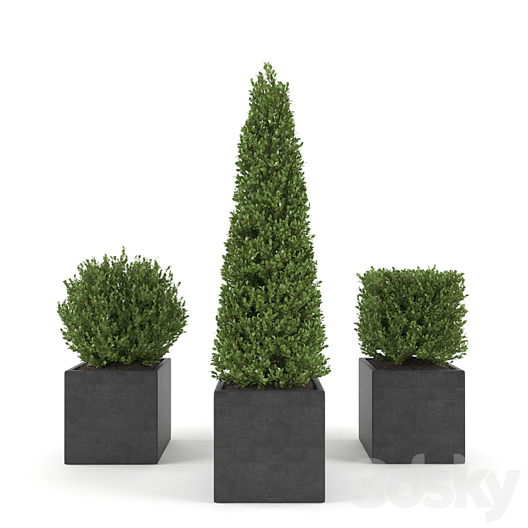 Boxwood – Set 2 3DS Max - thumbnail 1