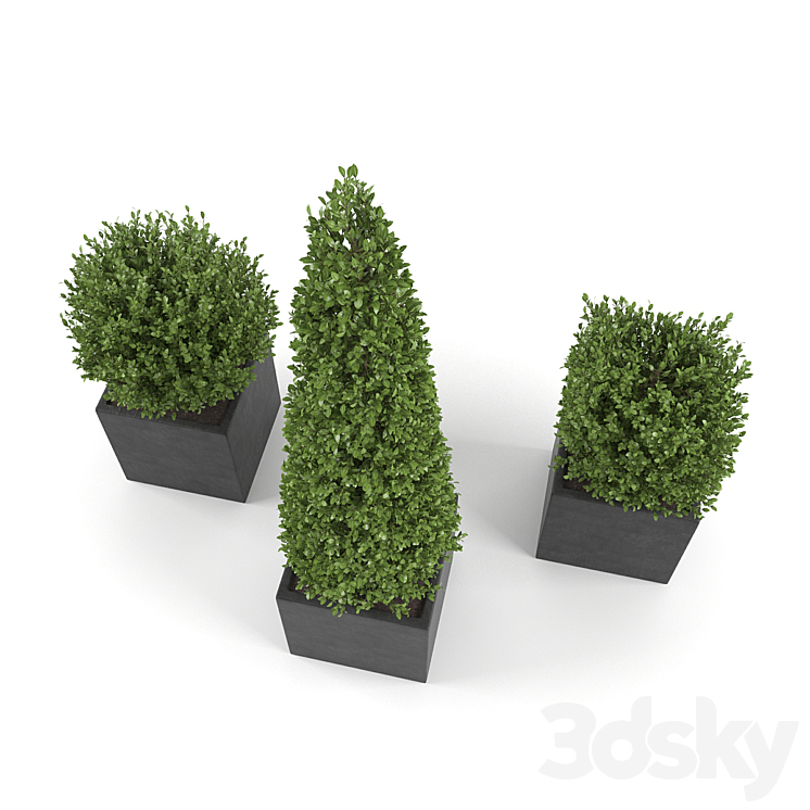 Boxwood – Set 2 3DS Max - thumbnail 2