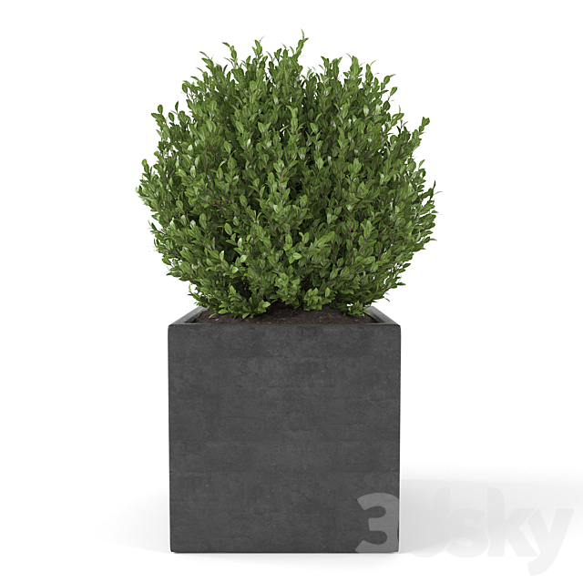 Boxwood – Set 2 3DSMax File - thumbnail 3