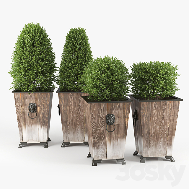 BOXWOOD TOPIARY 3ds Max - thumbnail 1