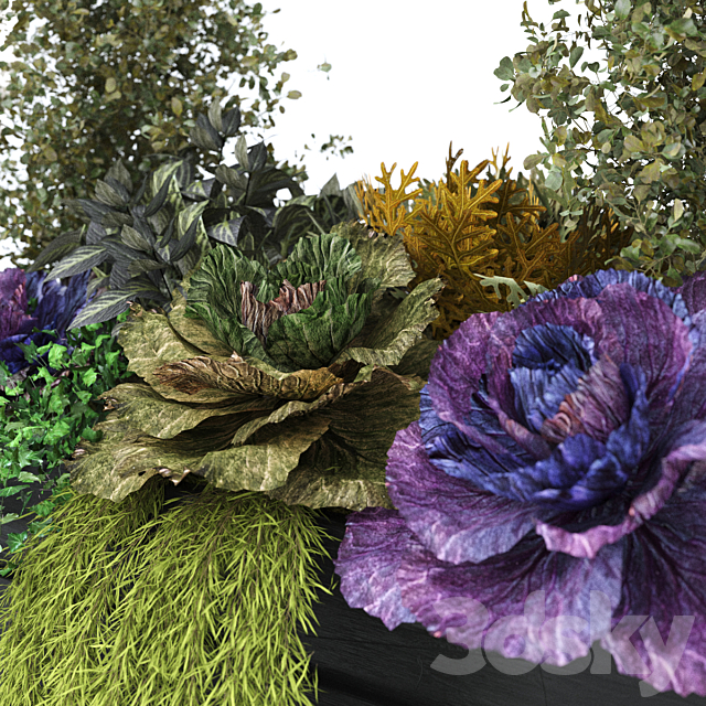 Brassica oleracea (Ornamental Cabbage) 3ds Max - thumbnail 3