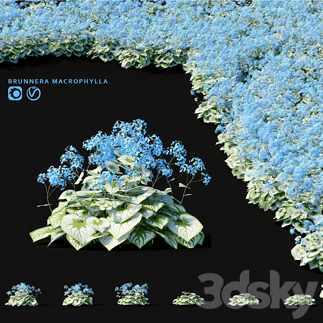 Brunner large-leaved flowers | Brunnera macrophylla 3ds Max - thumbnail 1