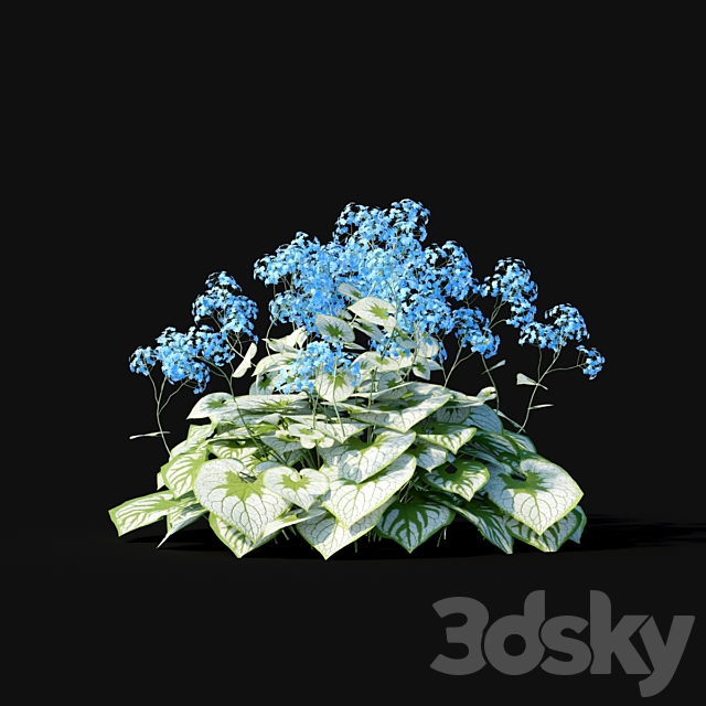 Brunner large-leaved flowers | Brunnera macrophylla 3ds Max - thumbnail 2