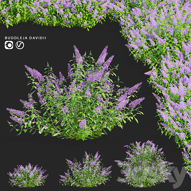 Buddley David bushes | Buddleja davidii 3ds Max - thumbnail 1