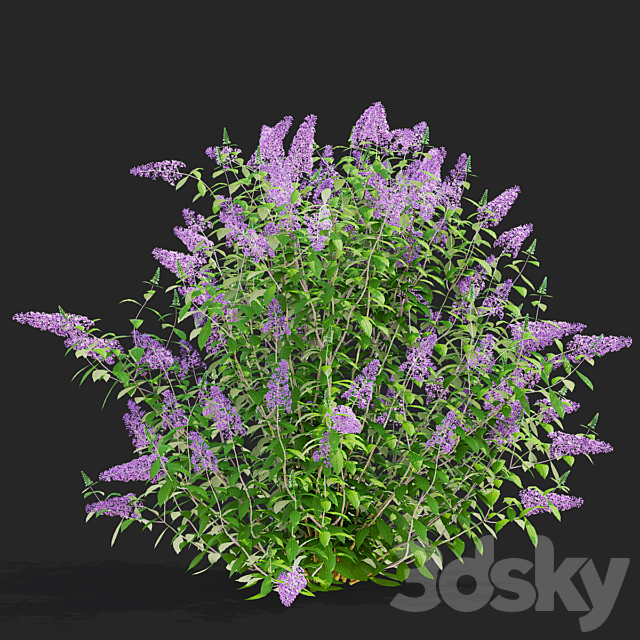 Buddley David bushes | Buddleja davidii 3ds Max - thumbnail 2