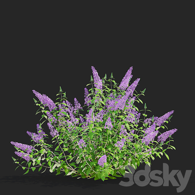 Buddley David bushes | Buddleja davidii 3ds Max - thumbnail 3