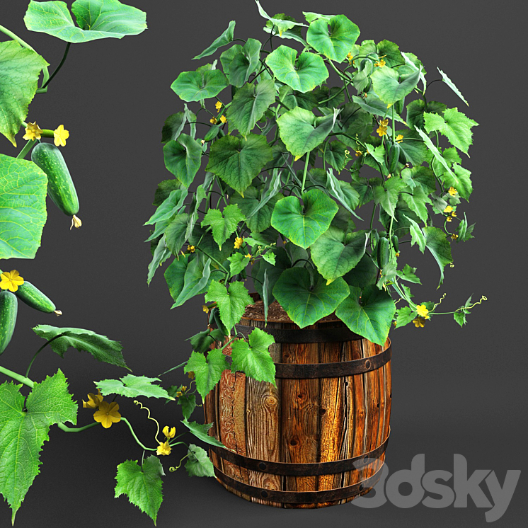 bush cucumber 3DS Max - thumbnail 1