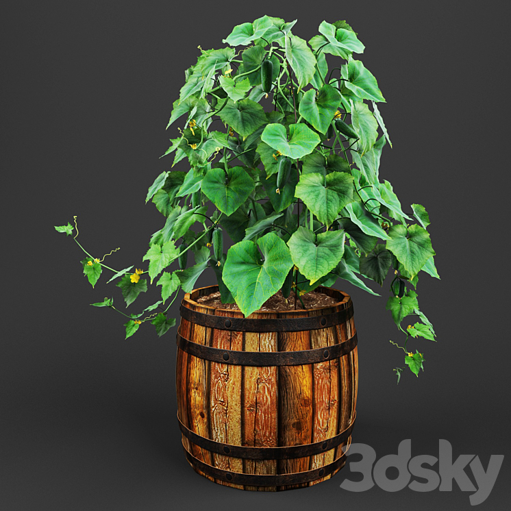 bush cucumber 3DS Max - thumbnail 2