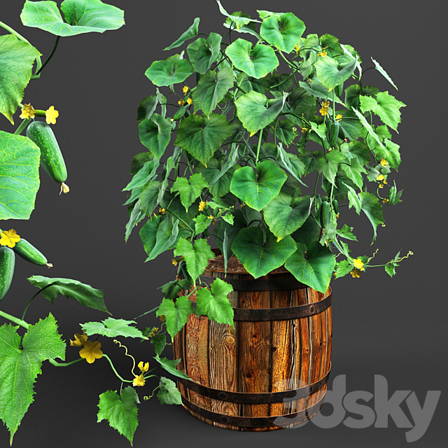 bush cucumber 3DSMax File - thumbnail 1