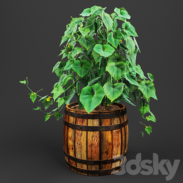 bush cucumber 3DSMax File - thumbnail 2