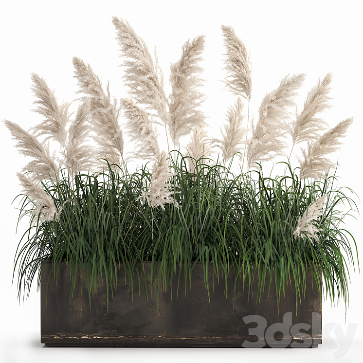 Bush white pampas grass in a street rusty metal pot white reed Cortaderia.  1033. 3DS Max - thumbnail 1