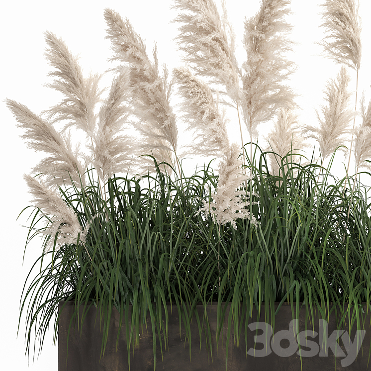 Bush white pampas grass in a street rusty metal pot white reed Cortaderia.  1033. 3DS Max - thumbnail 2