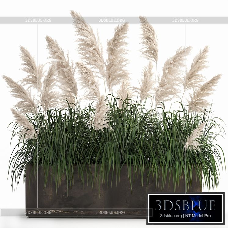 Bush white pampas grass in a street rusty metal pot white reed Cortaderia.  1033. 3DS Max - thumbnail 3